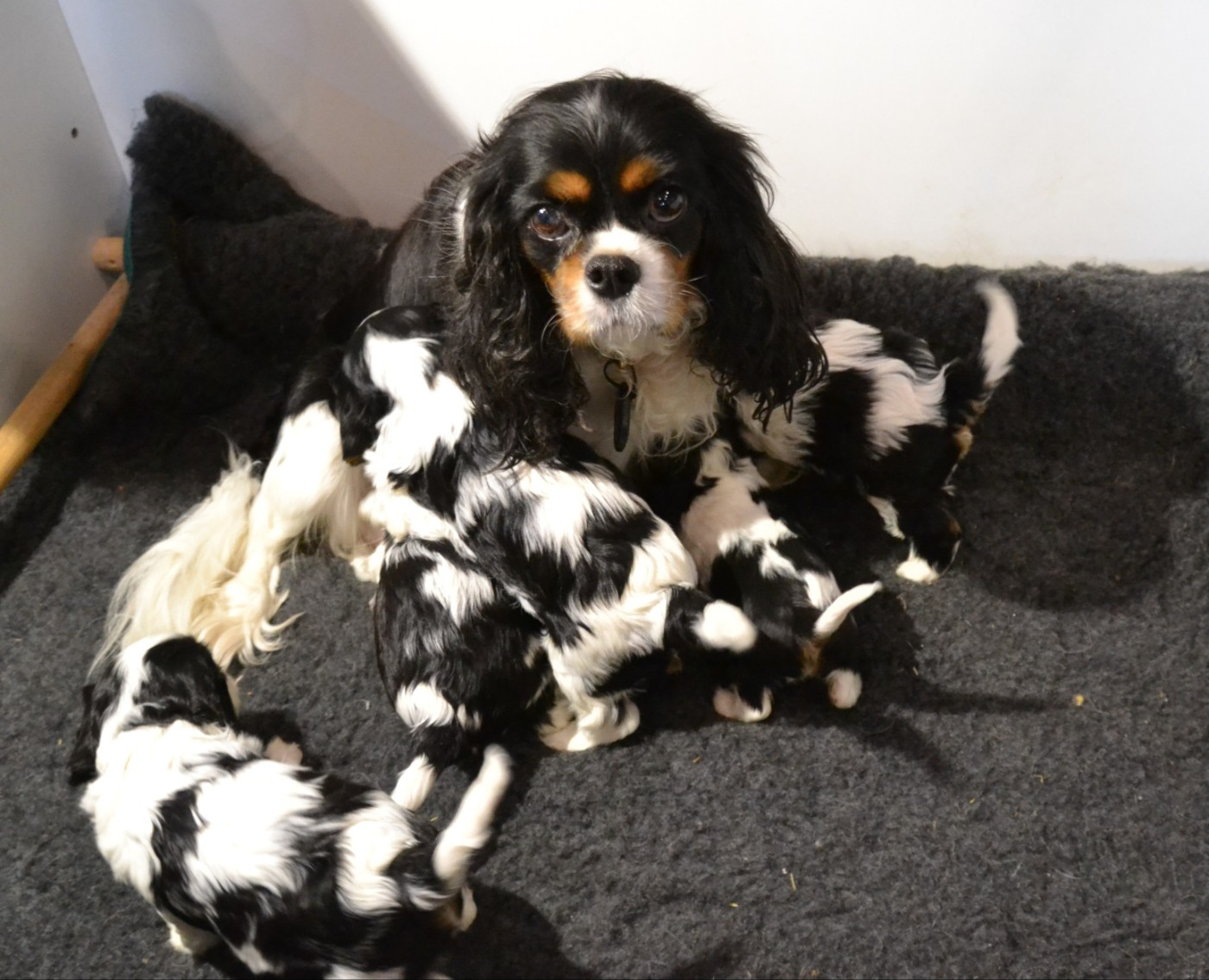 Une très belle portée de Rose est née en janvier 2026 !