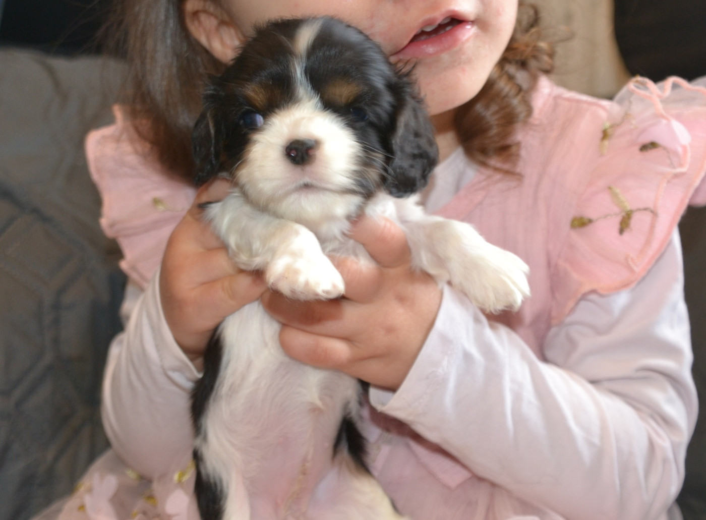 Remi Croze - Chiots disponibles - Cavalier King Charles Spaniel