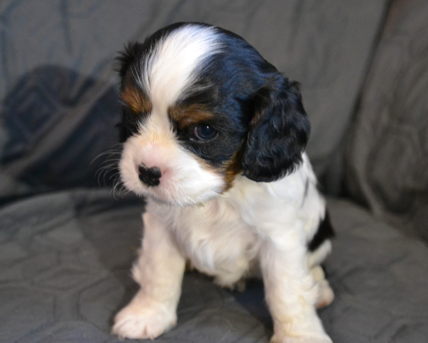 Remi Croze - Chiots disponibles - Cavalier King Charles Spaniel