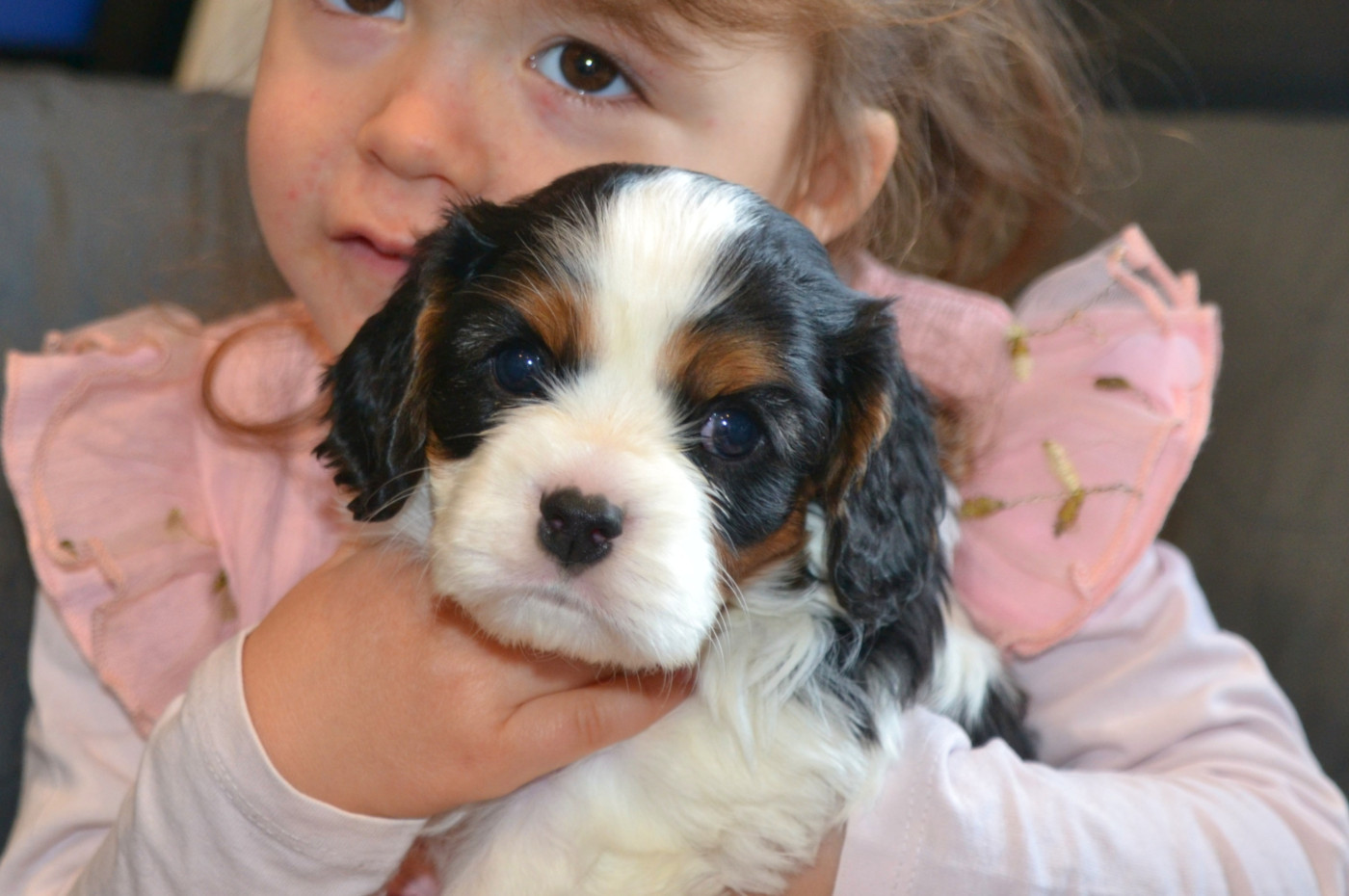 Remi Croze - Chiots disponibles - Cavalier King Charles Spaniel