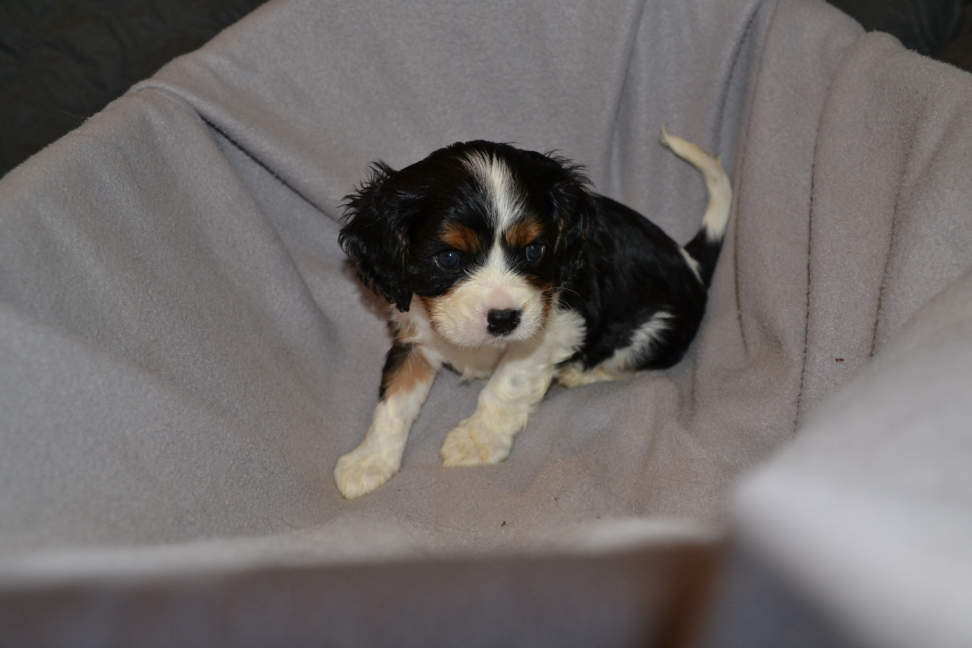Remi Croze - Chiots disponibles - Cavalier King Charles Spaniel
