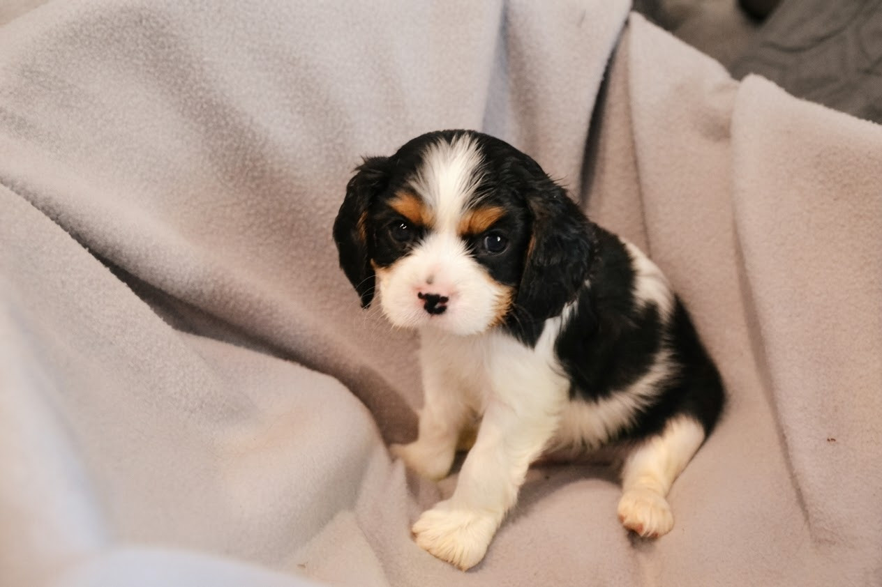 Remi Croze - Chiots disponibles - Cavalier King Charles Spaniel