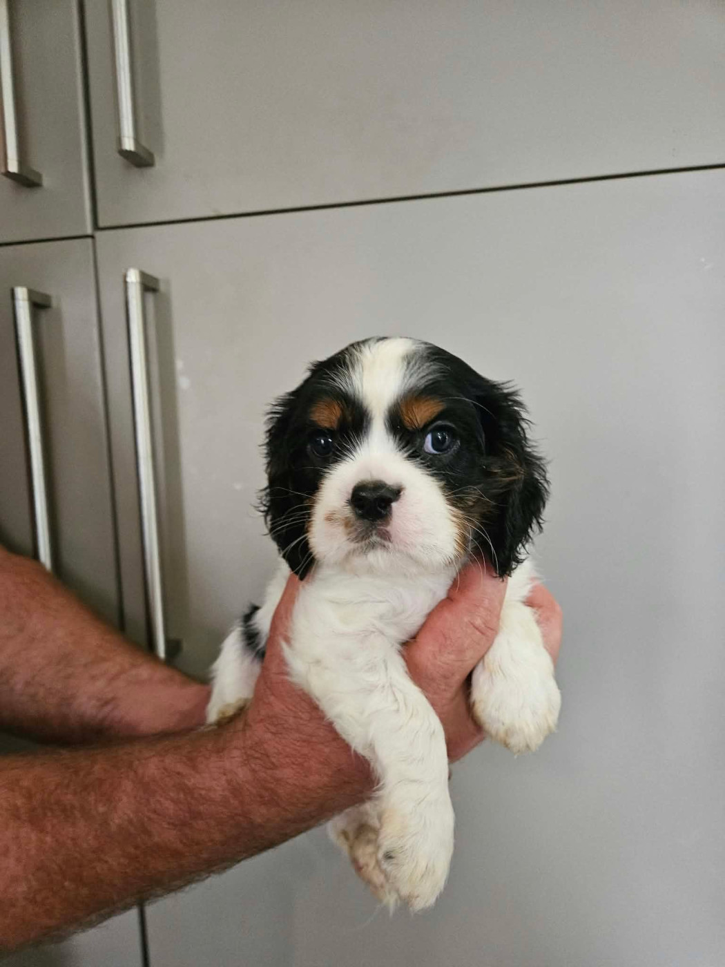 Remi Croze - Chiots disponibles - Cavalier King Charles Spaniel