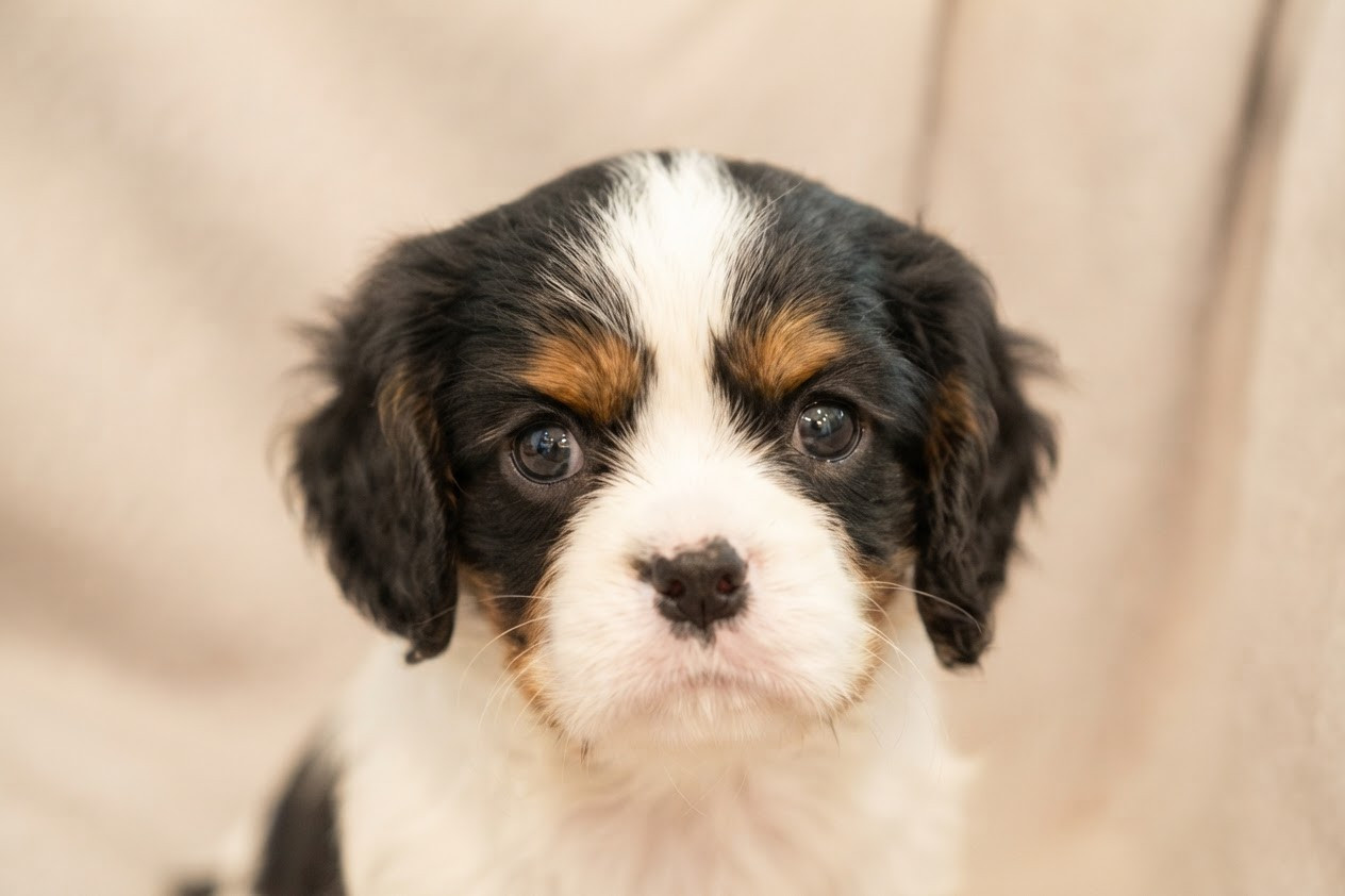 Remi Croze - Chiots disponibles - Cavalier King Charles Spaniel