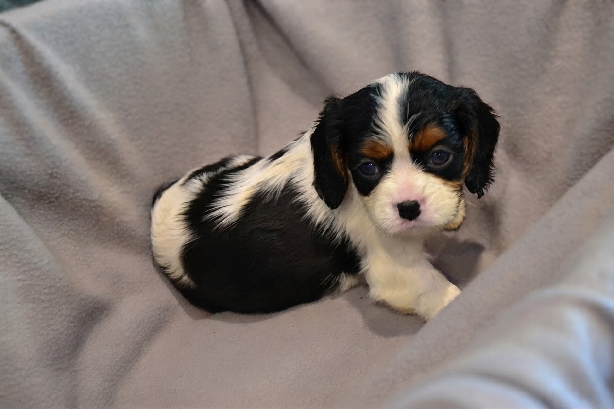 Remi Croze - Chiots disponibles - Cavalier King Charles Spaniel
